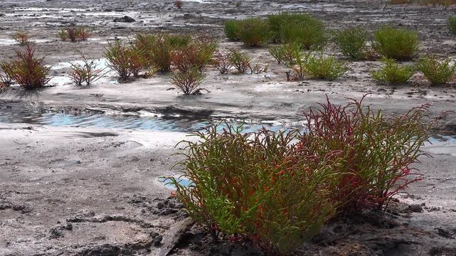 Kuialnyk Estuary, common glasswort Salicornia europaea