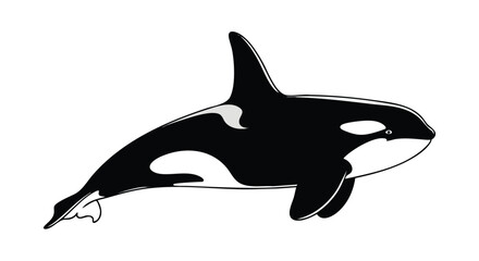Monochromatic Majesty: A striking orca illustration embodying ocean's silent predator within a minimalist aesthetic in vector art