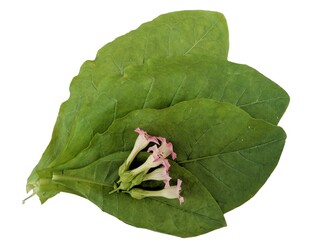 Fresh green tobacco leaves isolated on a white background.