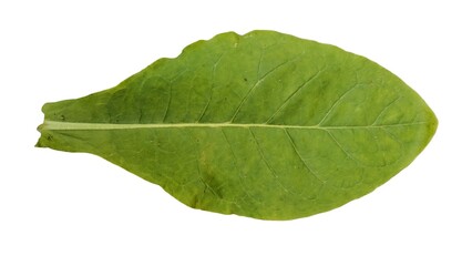 Obraz premium Fresh green tobacco leaves isolated on a white background.