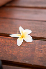 Close-up of a white frangipani flower with yellow center placed on a wooden table. Simple and natural composition, perfect for illustrating relaxation, spa, tropical theme, or nature background.
