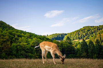 graceful young deer grazing in a lush green meadow. colorful portrait of a deer in its natural habitat. vibrant mountainous