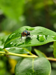 Flies with red eyes and thin wings perched on fresh green leaves after rain, with natural blur background. This type is often seen flying in kitchens, cages, trash cans, etc.
