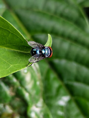 Flies with red eyes and thin wings perched on fresh green leaves after rain, with natural blur background. This type is often seen flying in kitchens, cages, trash cans, etc.