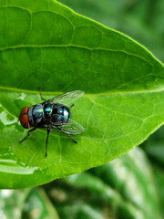 Flies with red eyes and thin wings perched on fresh green leaves after rain, with natural blur background. This type is often seen flying in kitchens, cages, trash cans, etc.