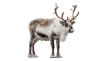 Obraz premium Reindeer standing on a transparent background