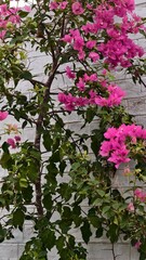 Bougainvillea flowers blooming with vibrant pink color on a climbing plant