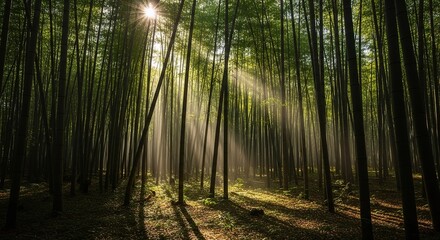 Naklejka premium Find serenity in a lush green bamboo forest, sunlight streaming through trees, nature background image