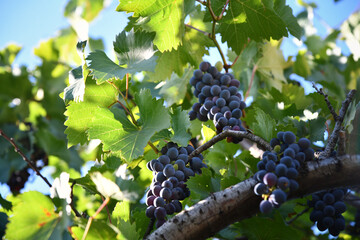 Vineyard with a bunch of blue grapes with the sun background