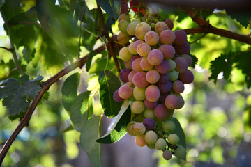 Wine grapes on a beautiful old grapevine with colorful vineyard backlighting and copy