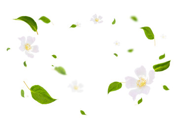 Swirling green leaves with white flowers stand out against a transparent background