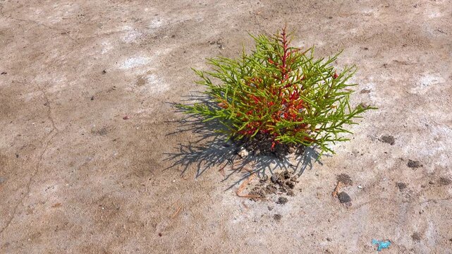 Kuialnyk Estuary, common glasswort Salicornia europaea, succulent plant grows on salty mud on the shore of a reservoir