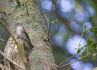 Grey-tailed snipe camouflaged on the grey branch, a spotted flycatcher on a gray branch, a spotted flycatcher on a thick branch, surrounded by twigs and green leaves, Muscicapa striata