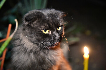 A black cat sitting in a hallway with lanterns and rose petals scattered