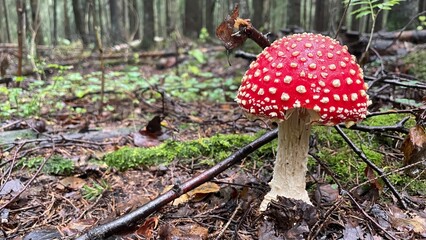 red fly agaric mushroom with white dots growing in forest close up