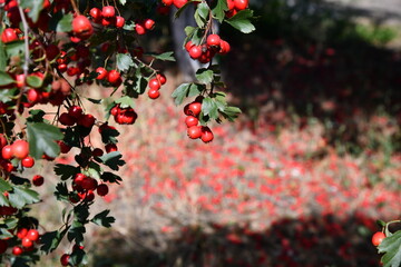 A branch full of red hawthorn berries in early autumn. Hawthorn