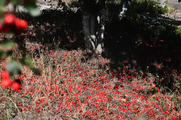 A branch full of red hawthorn berries in early autumn. Hawthorn