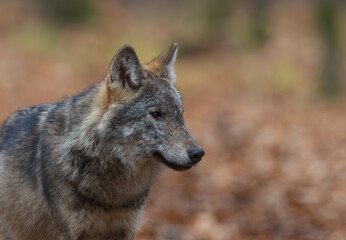 Female Wolf(Canis lupus) walking head portrait