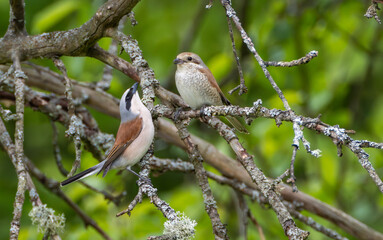 Red-backed Shrike (Lanius collurio) couple in tree