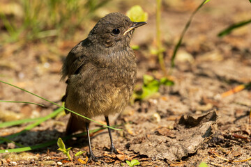 Juvenile Redstart(Phoenicurus phoenicurus) against fuzzy background