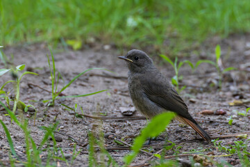 Juvenile Black Redstart(Phoenicurus ochruros) against dark background