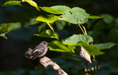 Juvenile European Pied Flycatcher (Ficedula hypoleuca) in sun