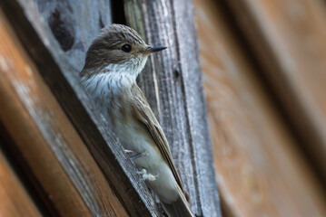 Spotted Flycatcher (Muscicapa striata) on wooden part of building