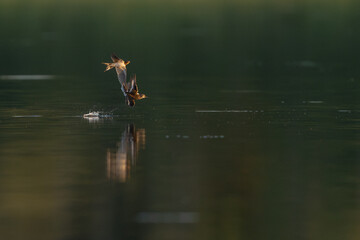 Wildlife