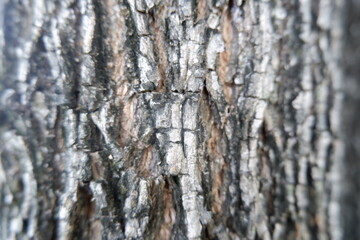 Fototapeta premium Rugged tree bark texture close up. Aged surface with intricate patterns, deep cracks, natural fissures. Organic details evoke nature enduring