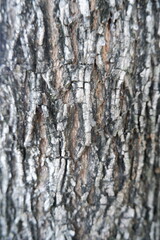 Rough tree bark texture shows weathered surface. Natural patterns of cracks and ridges evoke enduring strength and resilience