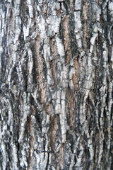 Natural tree bark surface displays rugged, weathered texture. Gray and brown colors form an intricate pattern, revealing ancient character