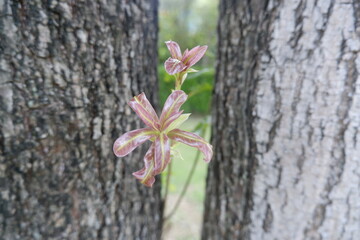 Delicate sprout emerges with vibrant new life between two sturdy tree trunks, showcasing natural resilience and persistent growth in forest