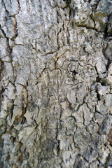 Close up view of tree bark reveals rough, cracked, and weathered texture. Its intricate pattern showcases natural, organic beauty and resilience