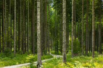 nature background with dense forest with foot path. lush green forest background. minimalist forest landscape. empty background with lush green