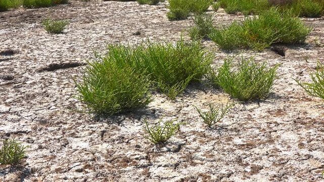Kuialnyk Estuary, common glasswort Salicornia europaea, succulent plant grows on salty mud on the shore of a reservoir