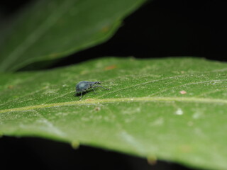 Ceutorhynchus assimilis es un pequeño gorgojo cuyas larvas se alimentan de plantas crucíferas, siendo considerado una plaga de cultivos como el nabo y la col.