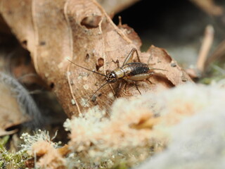 Gryllidae es una familia de insectos ortópteros conocidos como grillos, caracterizados por su canto producido al frotar las alas y su actividad nocturna.