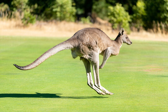 Kangaroo mid-leap across a lush golf green, tail stretched and shadow trailing beneath