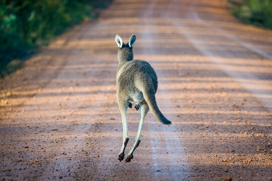 Kangaroo hopping down a rural dirt road