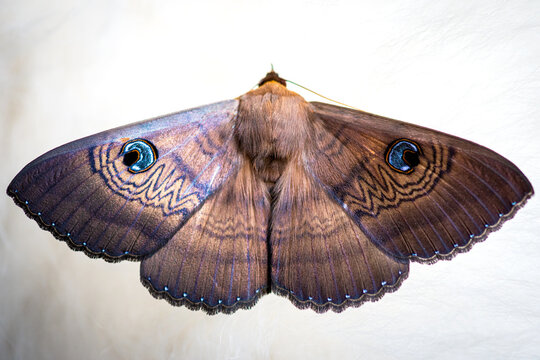 Close-up of the eyed cup moth, highlighting intricate wing patterns and vivid blue eyespots