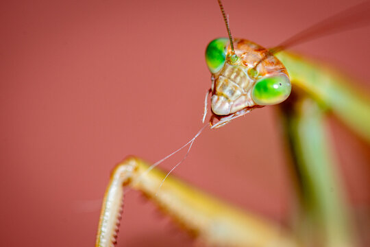 Close-up of praying mantis with vivid green eyes.