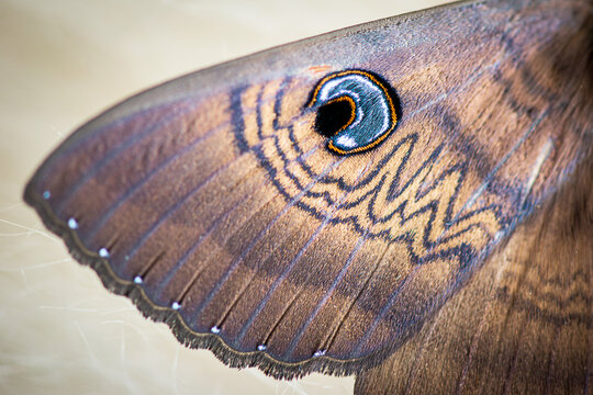 Close-up of the eyed cup moth, highlighting intricate wing patterns and vivid blue eyespots