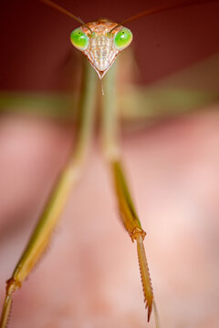 Close-up of praying mantis with vivid green eyes.