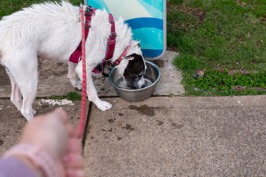 woman holding leash of dog drinking water at the dog park