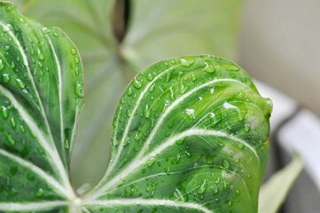 Obraz premium Philodendron Gloriosum ,Philodendron plantand dew drop or rain droplet