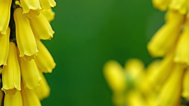 Laburnum sp., spring flowering of vertical inflorescence with yellow flowers