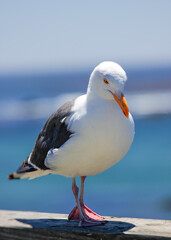 seagull on a rock