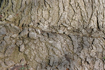Old oak tree bark texture. Abstract background and texture for design.