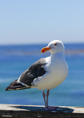 Obraz premium seagull on the beach