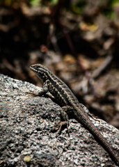 lizard on a rock